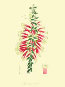 Epacris Grandiflora