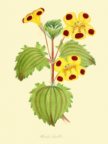 Mimulus Smithii