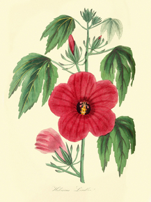 Hibiscus Lindlei