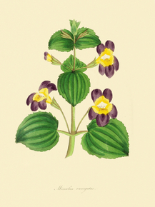 Mimulus Variegatus