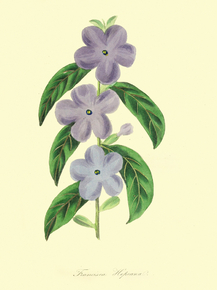 Francisea Hopeana