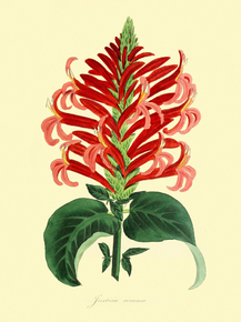 Justitia Coccinea