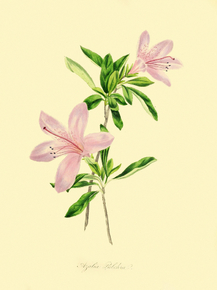 Azalea Pulchra Azalea Pulchra