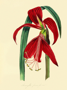 Amaryllis Formosissima