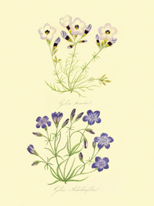 Gilia Tricolor , Gilia Achilleaefolia