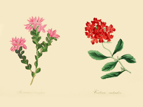 Boronia Serrulata, Verbena Melindres