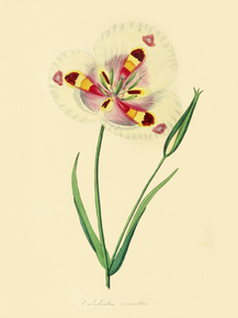 Calochortus Venustus