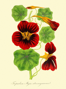 Tropaeolum Majus Atrosanguineum