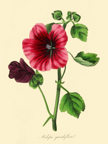 Malope Trifida Grandiflora