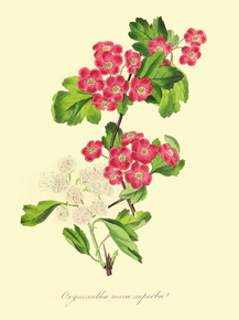 Oxyacantha Rosea Superba