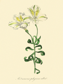 Alstrcemeria Pelegrina Alba