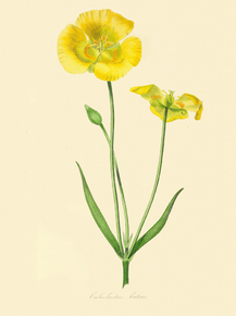 Calochortus Luteus