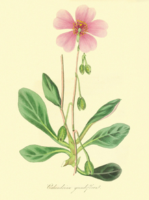 Calandrinia Grandiflora