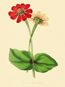 Zinnia Violacea Coccinea Zinnia Violacea Coccinea