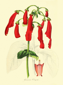 Gesneria Cooperi