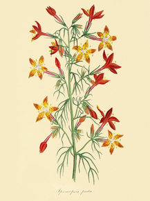 Ipomopsis Picta