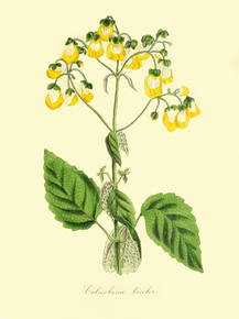 Calceolaria Bicolor
