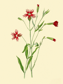 Silene Laciniata