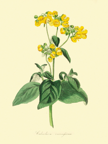 Calceolaria Integrifolia Viscosissima Calceolaria Integrifolia Viscosissima