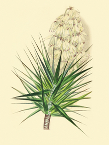 Yucca Aloifolia
