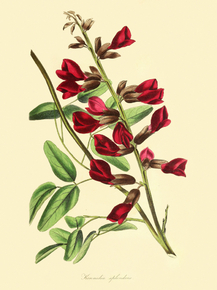 Kennedia Splendens Kennedia Splendens
