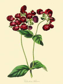 Calceolaria Talisman