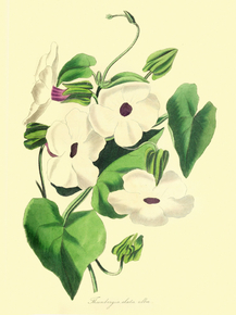 Thunbergia Alata Alba