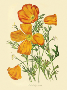 Eschscholtzia Crocea