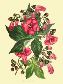 Ipomaea Horsfalliae