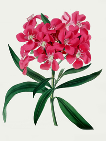 Nerium Thyrsiflorum