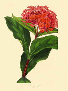 Ixora Grandiflora