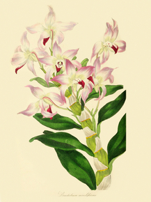 Dendrobium Moniliforme