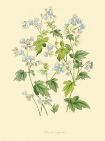 Phacelia Vinifolia