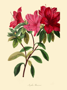 Azalea Rawsonil