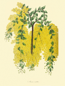Acacia Vestita
