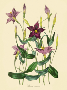 Chironia Trinervis