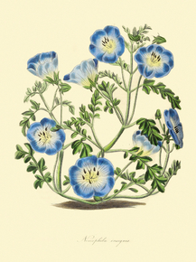 Nemophila Insignis
