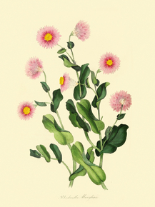 Rhodanthe Manglesii