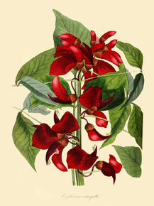 Erythiiina Crist A-Galli