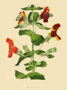 Mimulus Cardinalis Mimulus Cardinalis