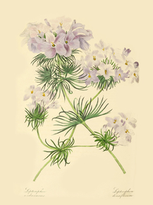 Leptosiphon Androsaceus