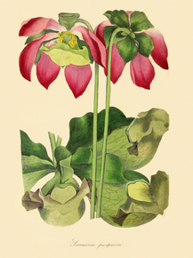 Sarracenia Purpurea