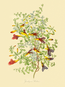 Gardoquia Hookeri
