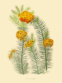Eutaxia Pungens Eutaxia Pungens