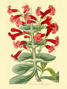 Pentstemon Murrayanus