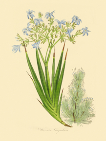 Witsenia Corymbosa