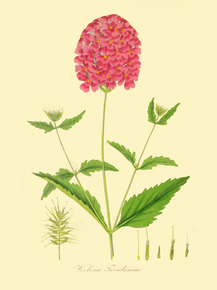 Verbena Tweedieana