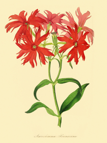 Agrostemma Bungeana