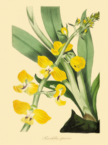 Lissochilus Speciosa