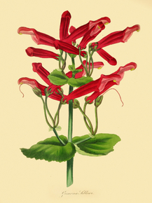 Gesneria Selloi